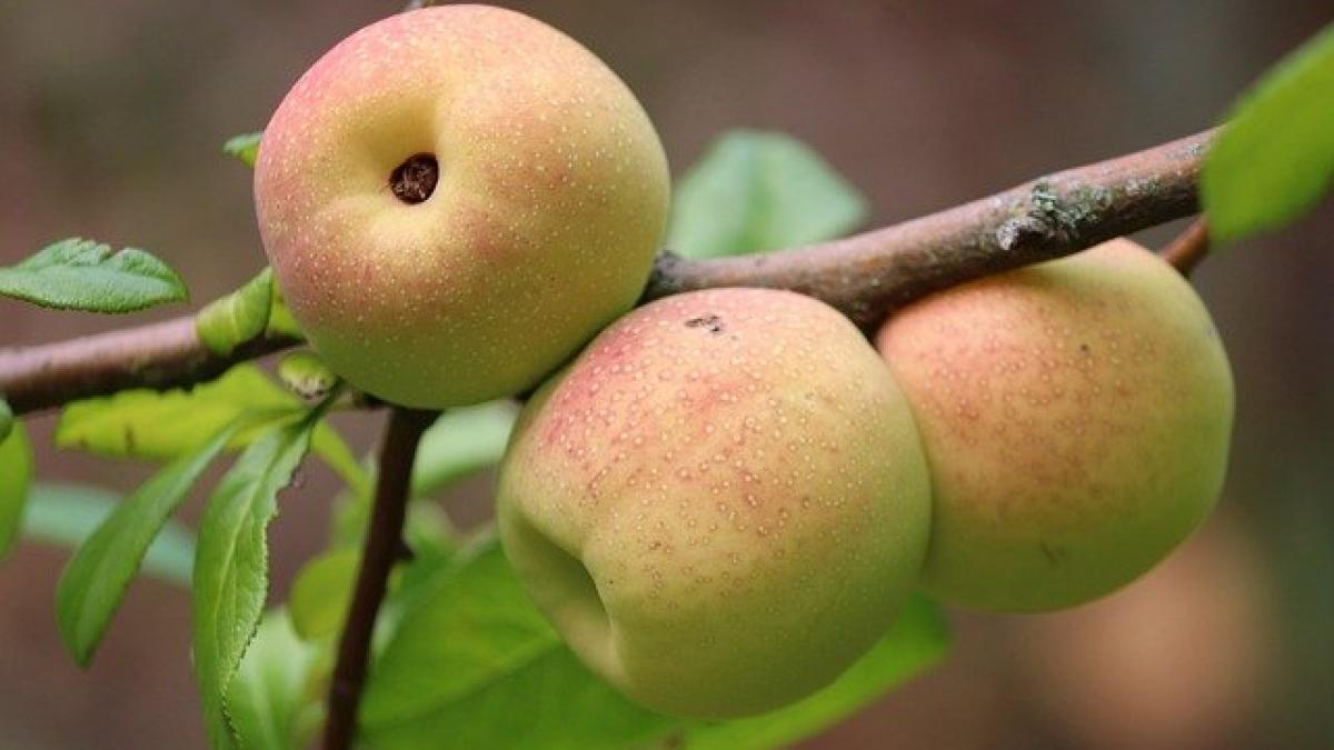 ornamental-quince-4474523_640_35580800