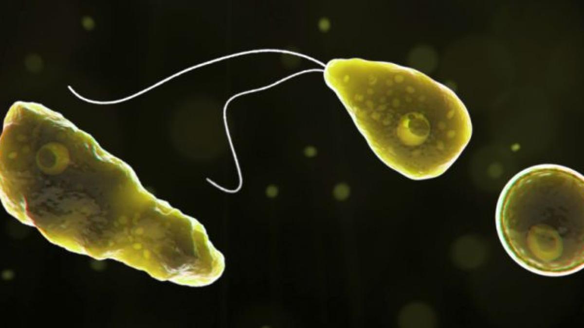 amiba_naegleria_fowleri_foto_cdc_60825100