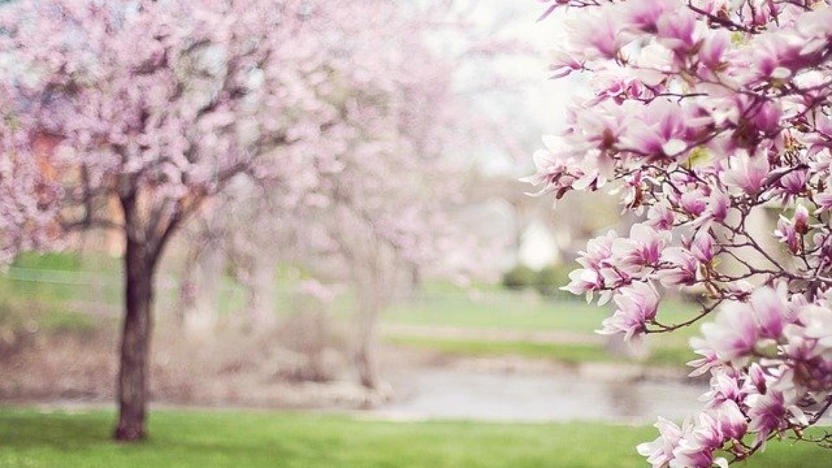 magnolia-trees-556718_640_16763400