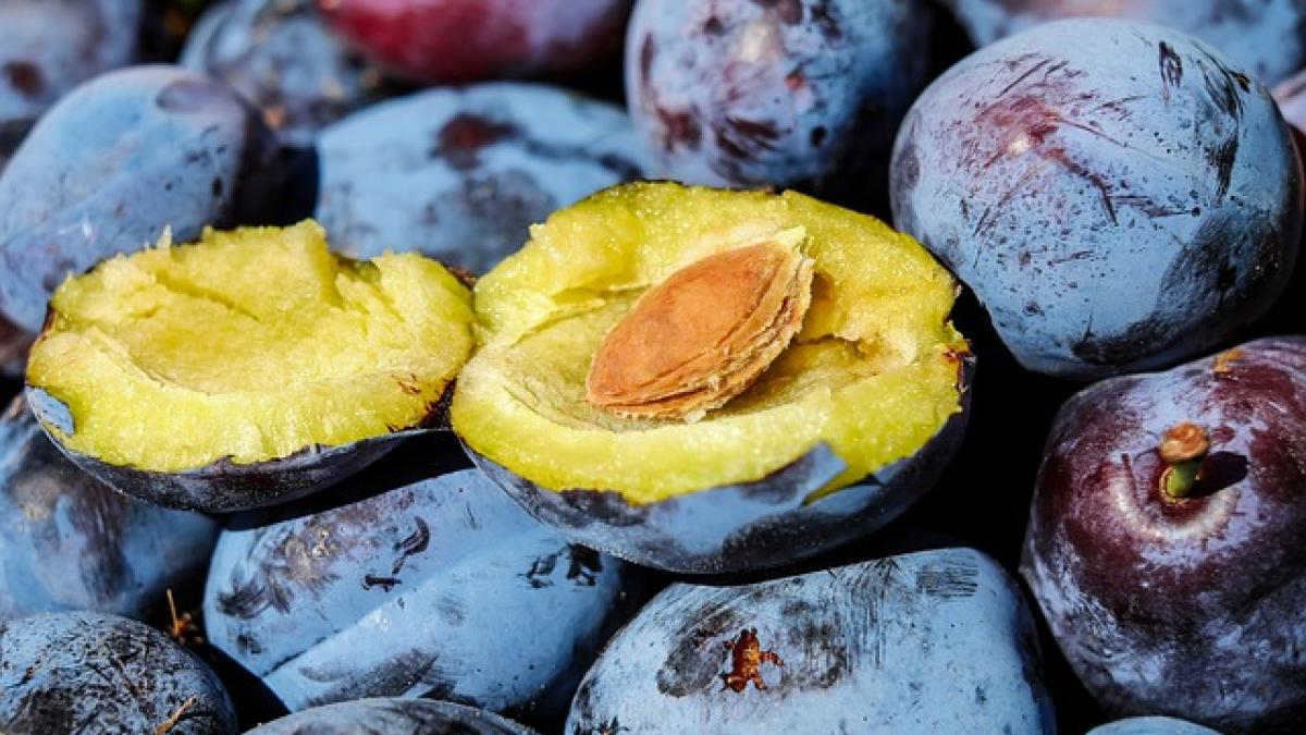 plum-1690579_640_33858900