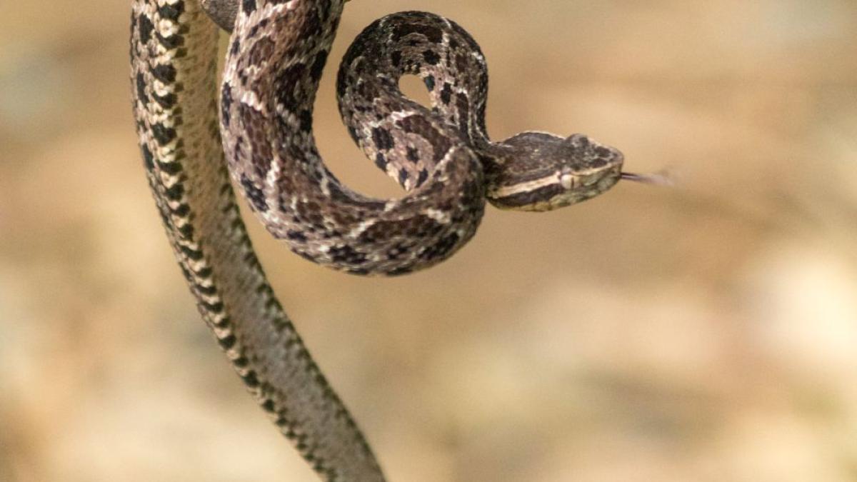 bothrops-jararacussu-rodrigo-tetsuo-argenton-wikipedia_49479900