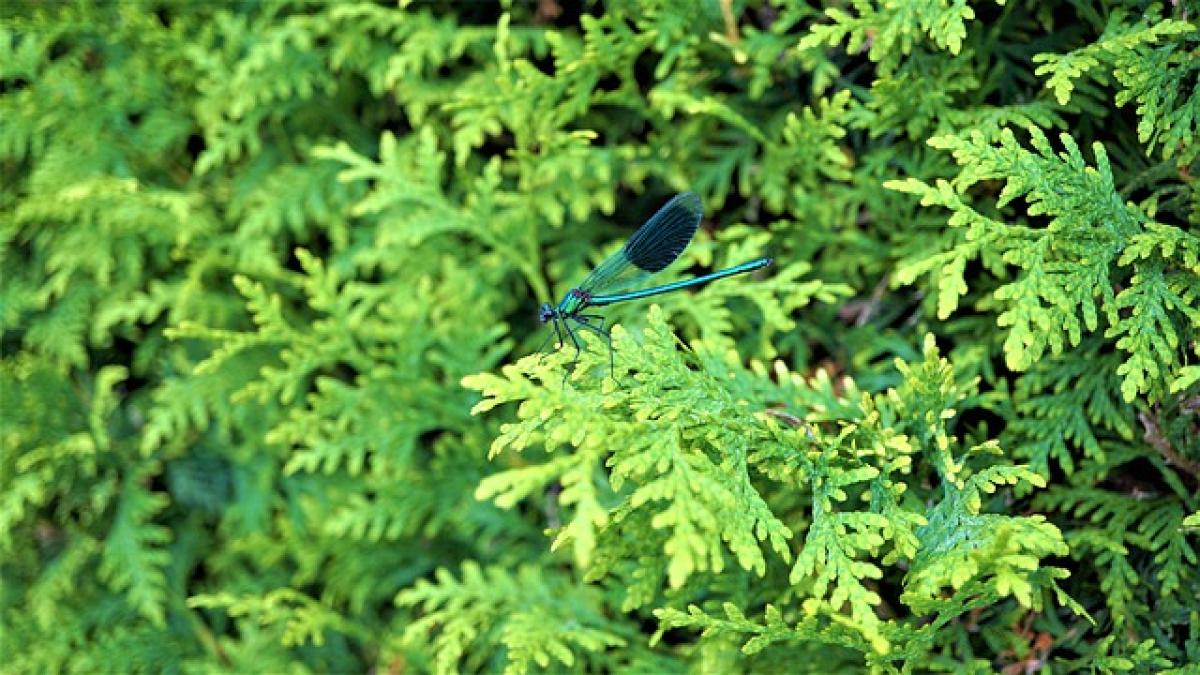 demoiselle-4463887_640_55598600