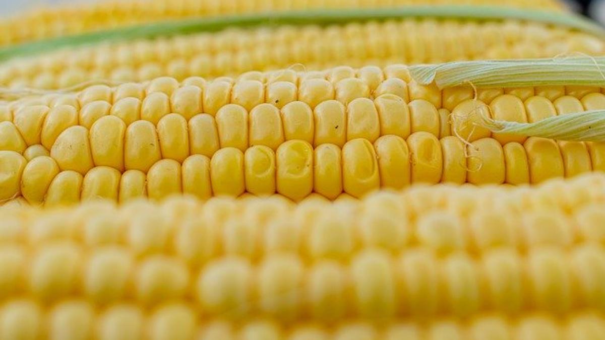 corn_5199393_640_90144600