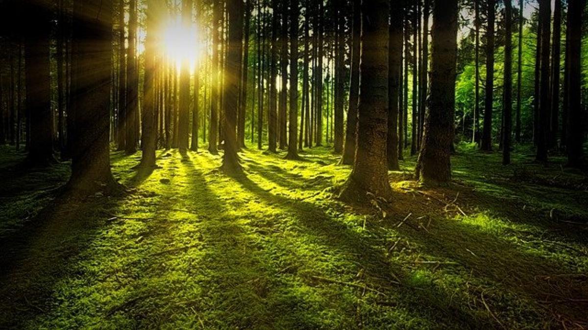 trees-gb5299c2aa_640_48291400