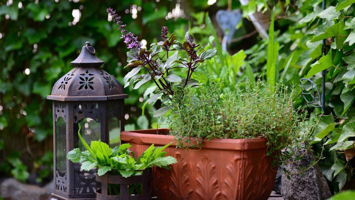 plante-in-jurul-casei_18061800