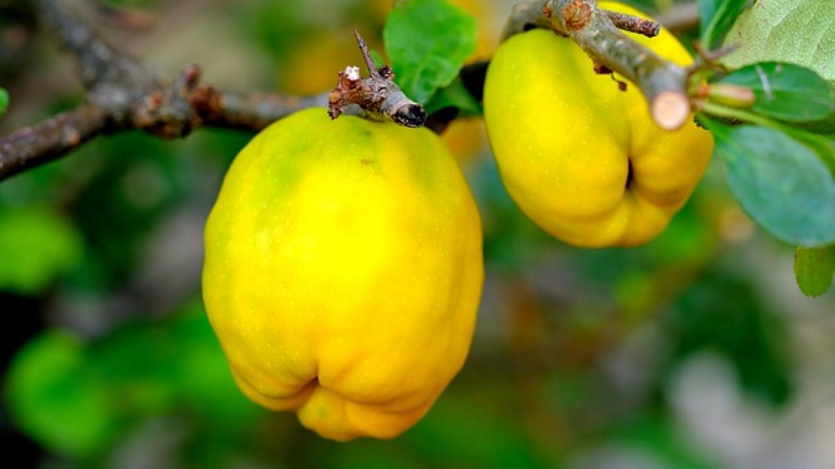 ornamental-quince-2684072_640_22565500