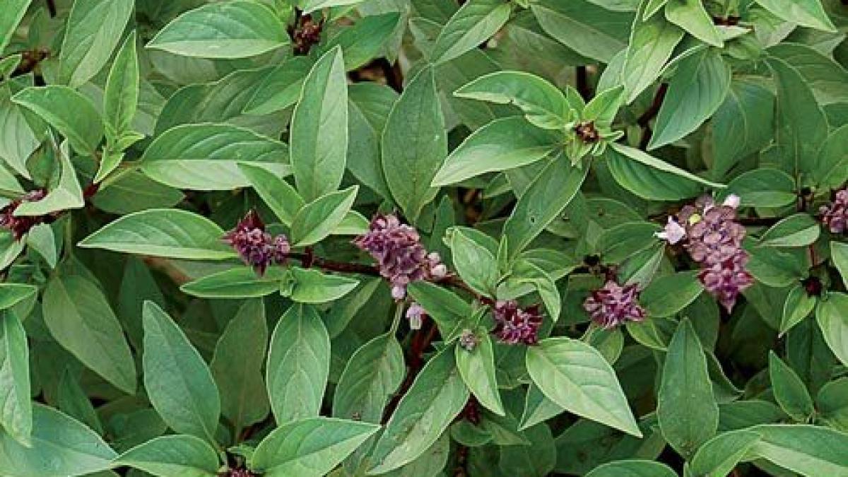 holy_basil__18345800