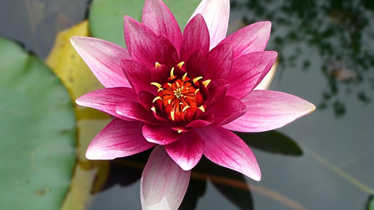 lotus_73360100