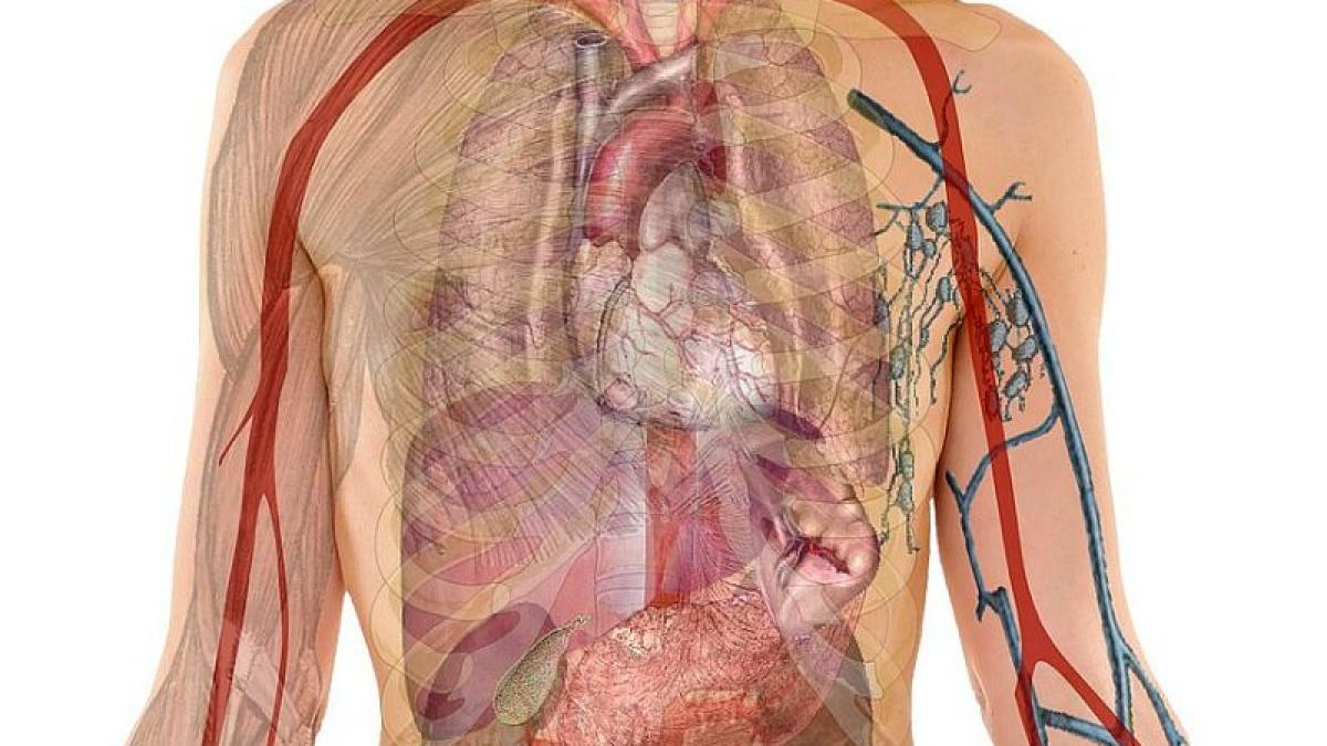 anatomie-corpul-uman-organe-leacuri-foto-pixabay_13463500