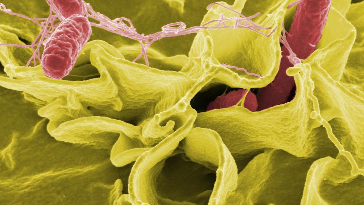 bacterie_bacterii_salmonella_08369400