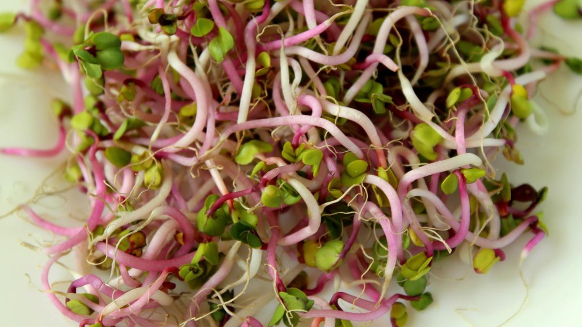 6sprouts_97938000