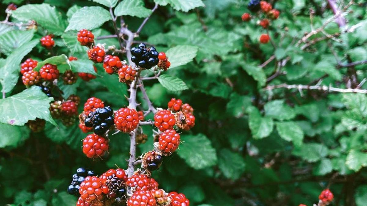 mure-pexels-lisa-fotios-5201137_32520300