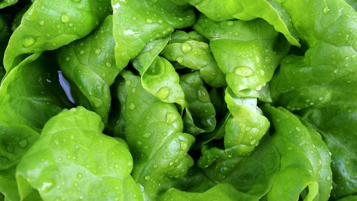 salata-verde_03218200