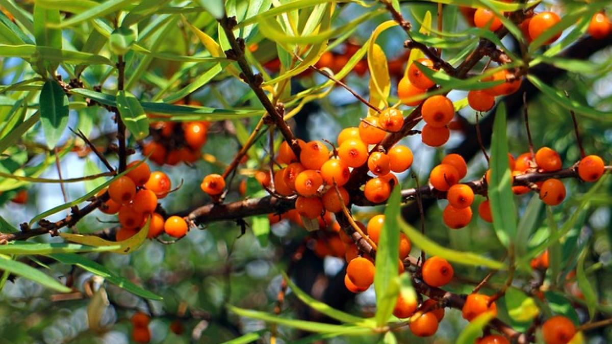 sea-buckthorn-440795_640_64254900
