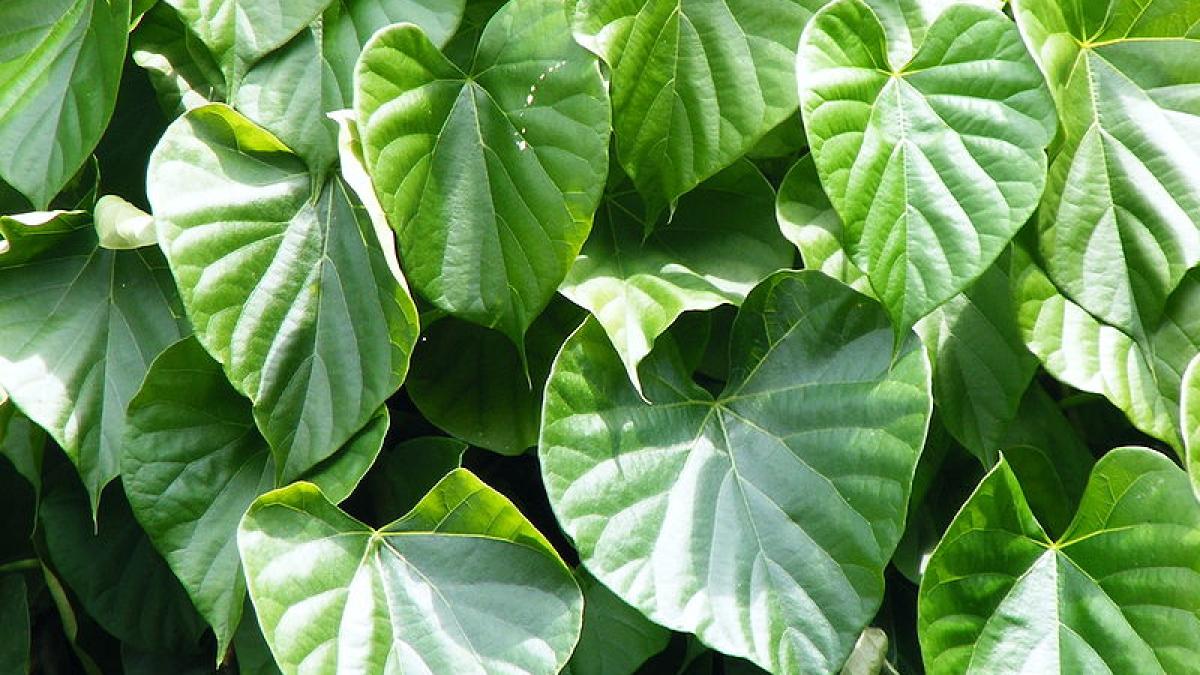tinospora_cordifolia_03252800