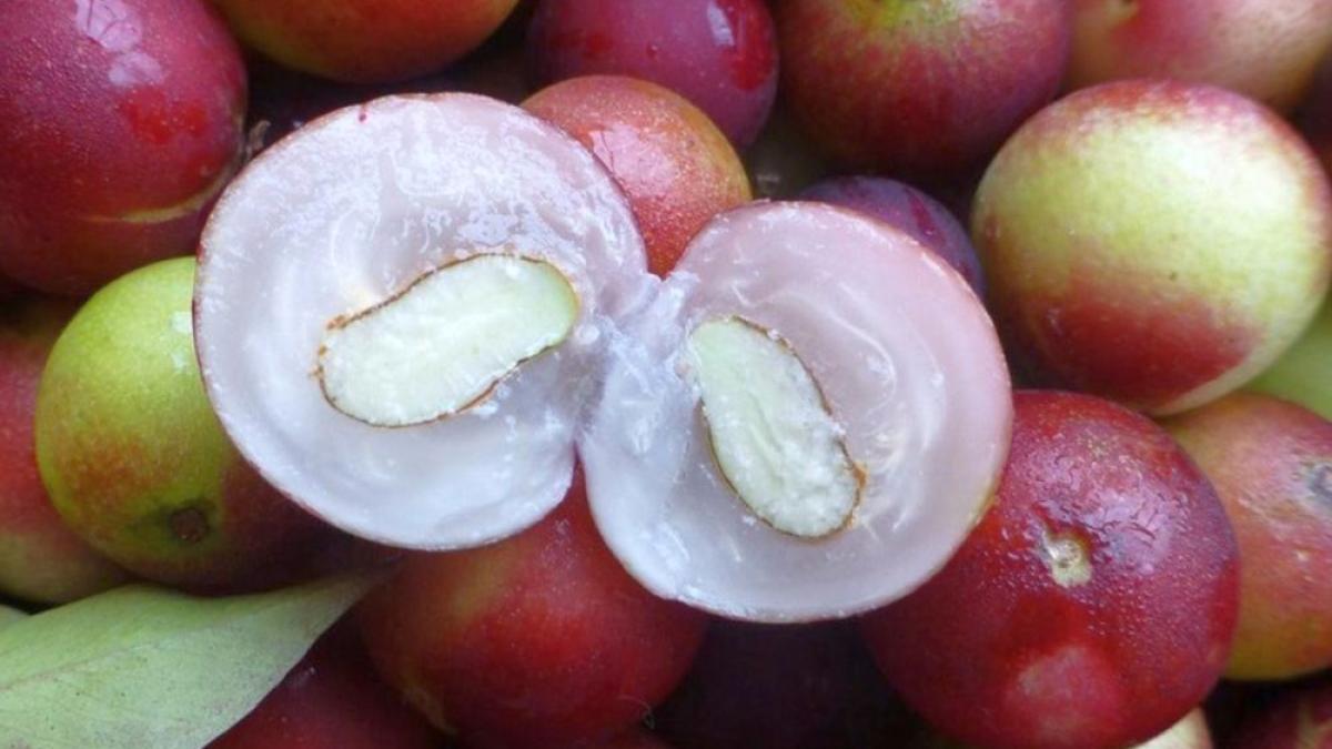 camu-camu-foto-amucamu-info-org_29207500