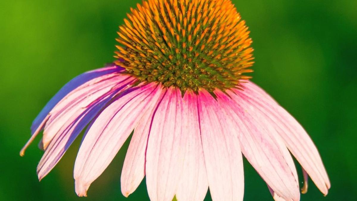 echinacea-pexels-mohan-nannapaneni-5922587_36590300