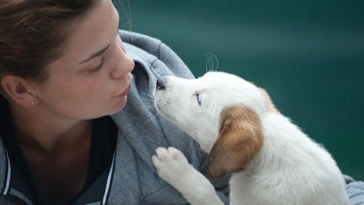 animal-companie-caine-pexels-alexandr-podvalny-1174081_22614700