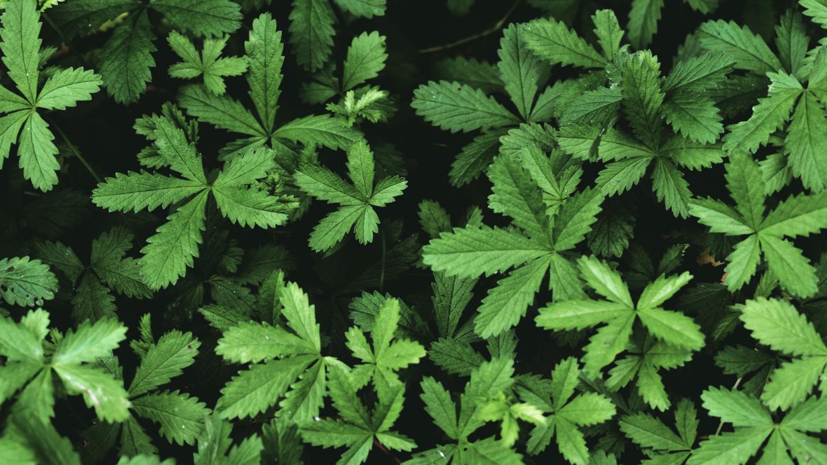 coada-racului--planta-minune-pentru-stomac--diaree-si-hemoragii--regleaza-menstruatia-si-durerile-menstruale_37037400