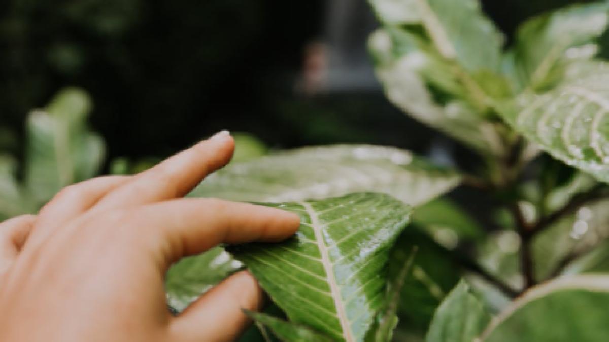 planta-banala--considerata-ibuprofenul-natural-persoana-bolnava--masata-cu-frunzele--trateaza-parkinsonul--diabetul-si-cancerul_88985300