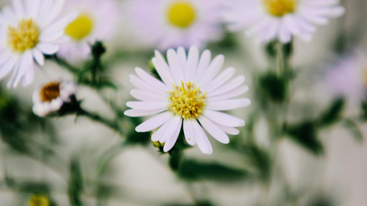 pexels-pok-rie-331935_34757500
