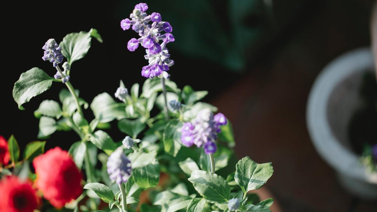 salvia--benefica-pentru-sanatate--foto-pexels--at--gary-barnes_40739900