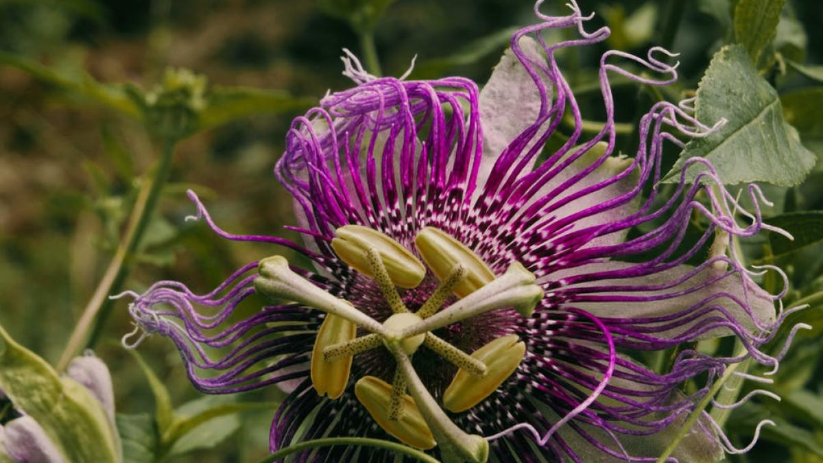 passiflora--remediu-contra-stresului--foto-pexels--at--kiwii-m_34491600