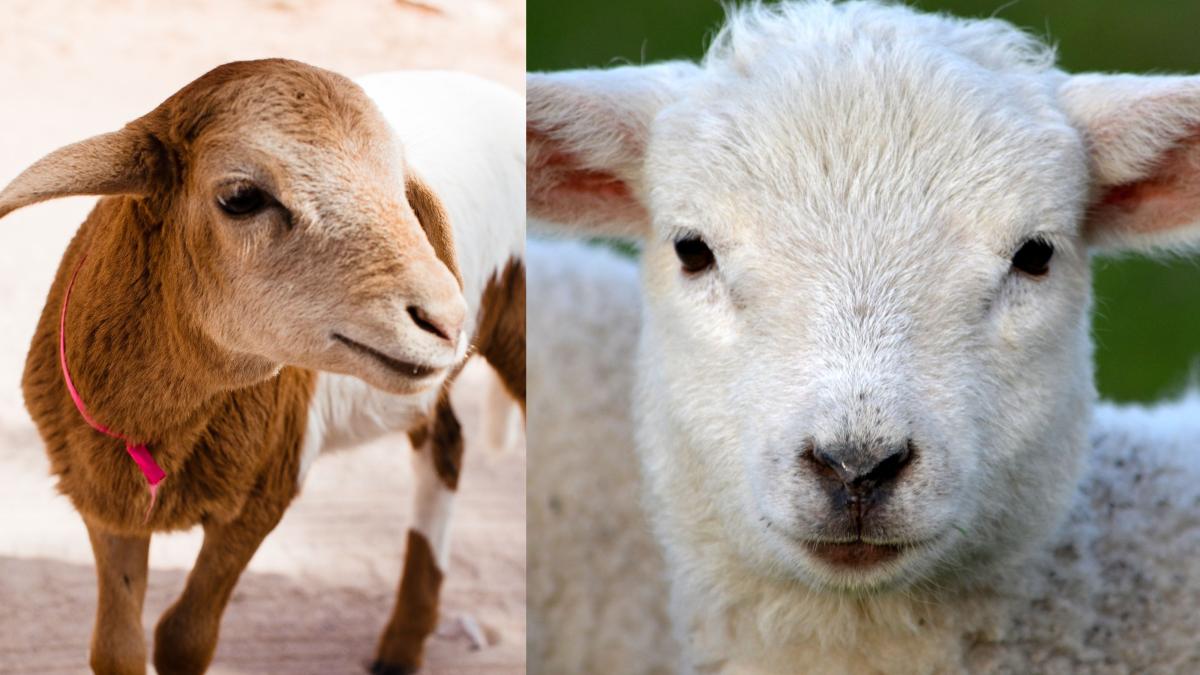miel-sau-ied---care-carne-e-mai-sanatoasa--de-fapt--la-ce-temperaturi-se-gatesc-si-ce-ai-gresit-pana-acum_91739900