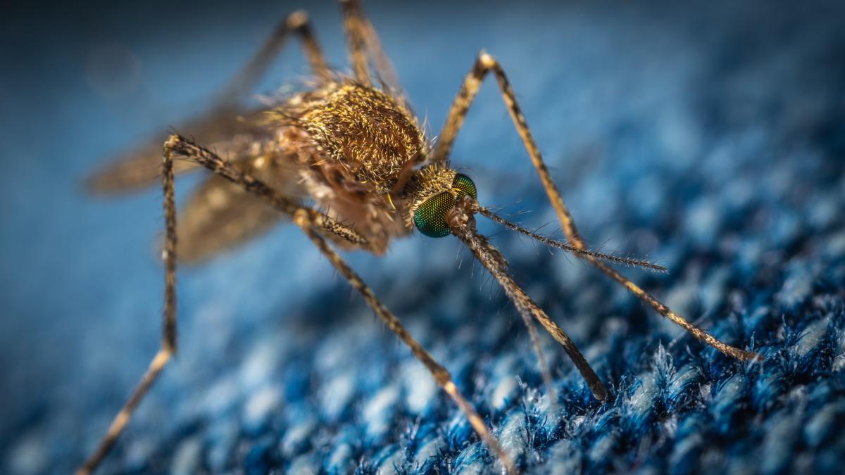 virusul-zika--ce-trebuie-sa-faci-ca-sa-nu-te-intepe-tantarii--simin-florescu-e-singura-modalitate-de-prevenire_47291600