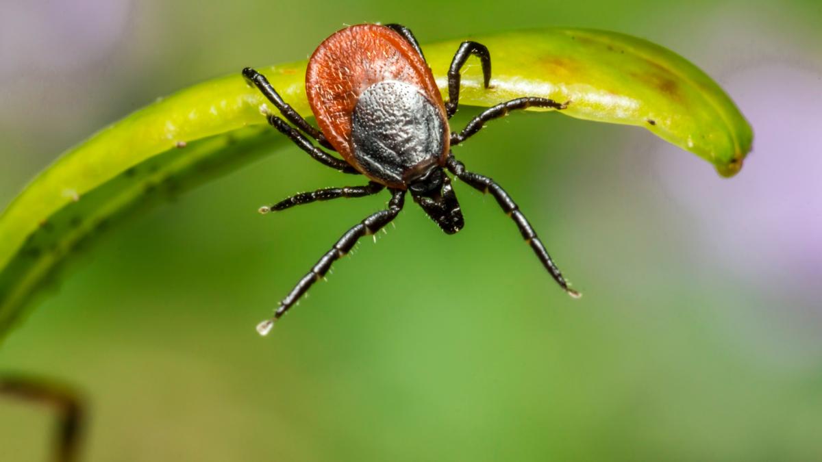 cum-scoti-corect-capusa--boala-lyme--spulberata-de-dr--marinescu-e-un-mit-nu-iese-cu-bat-de-chibrit--iar-cele-mai-multe-nu-transmit-boli_87201600