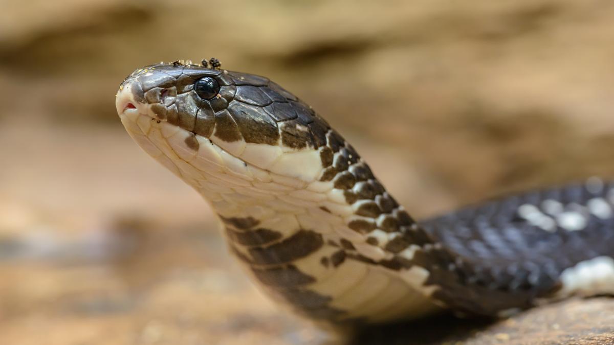 muscatura-de-vipera_01843400