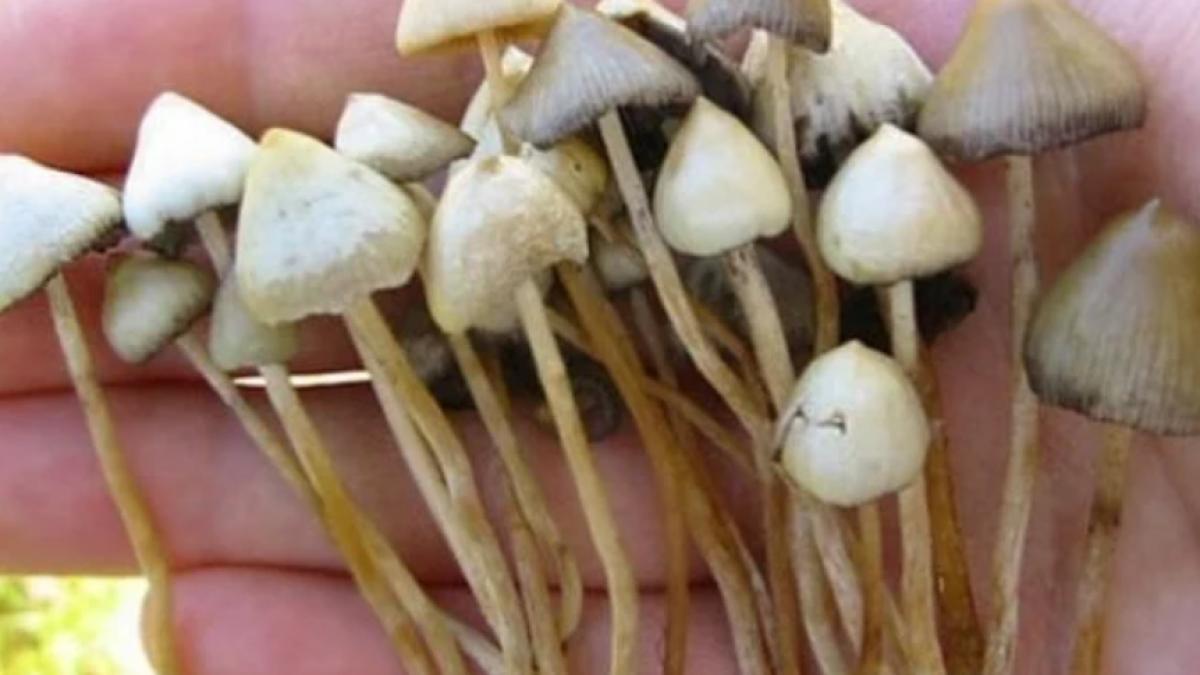 psilocybina--ciuperca-magica-considerata-terapie-revolutionara-este-miraculoasa-si-de-durata_82729900