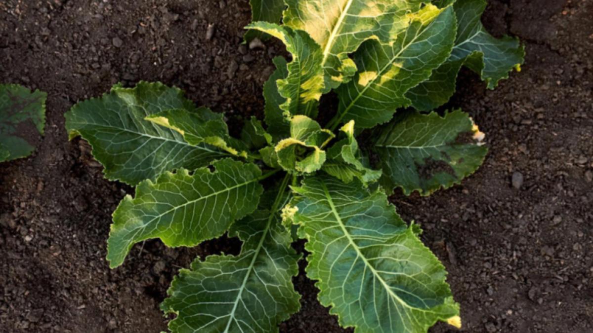 planta-care-tine-loc-de-antibiotic-ciupeste-putin-dar-nu-doare--e-buna-si-la-cistita-su-dureri-de-dinti_96163300