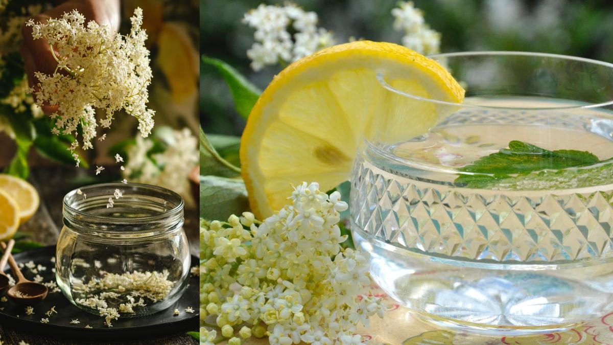 socata--cea-mai-bogata-sursa-de-antioxidanti--cum-se-prepara-si-ce-boli-trateaza--mare-atentie-la-florile-pe-care-le-consumi--nu-toate-sunt-bune_70810500