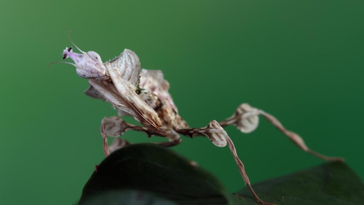 insectele_15820500