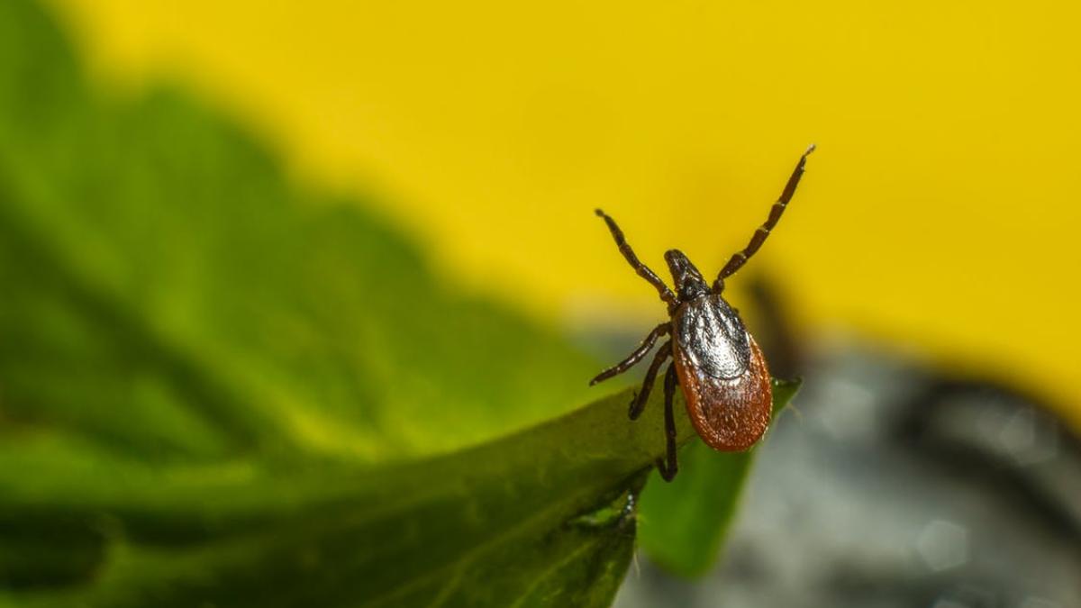 boala-lyme--foto-pexels--at--erik-karits_07288200