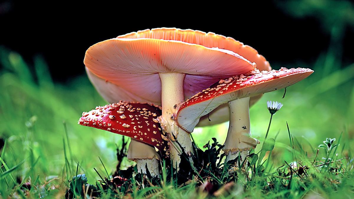 ciupercile_22038200