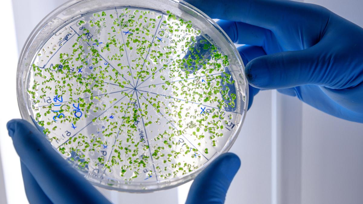 superbacteriile_97311900