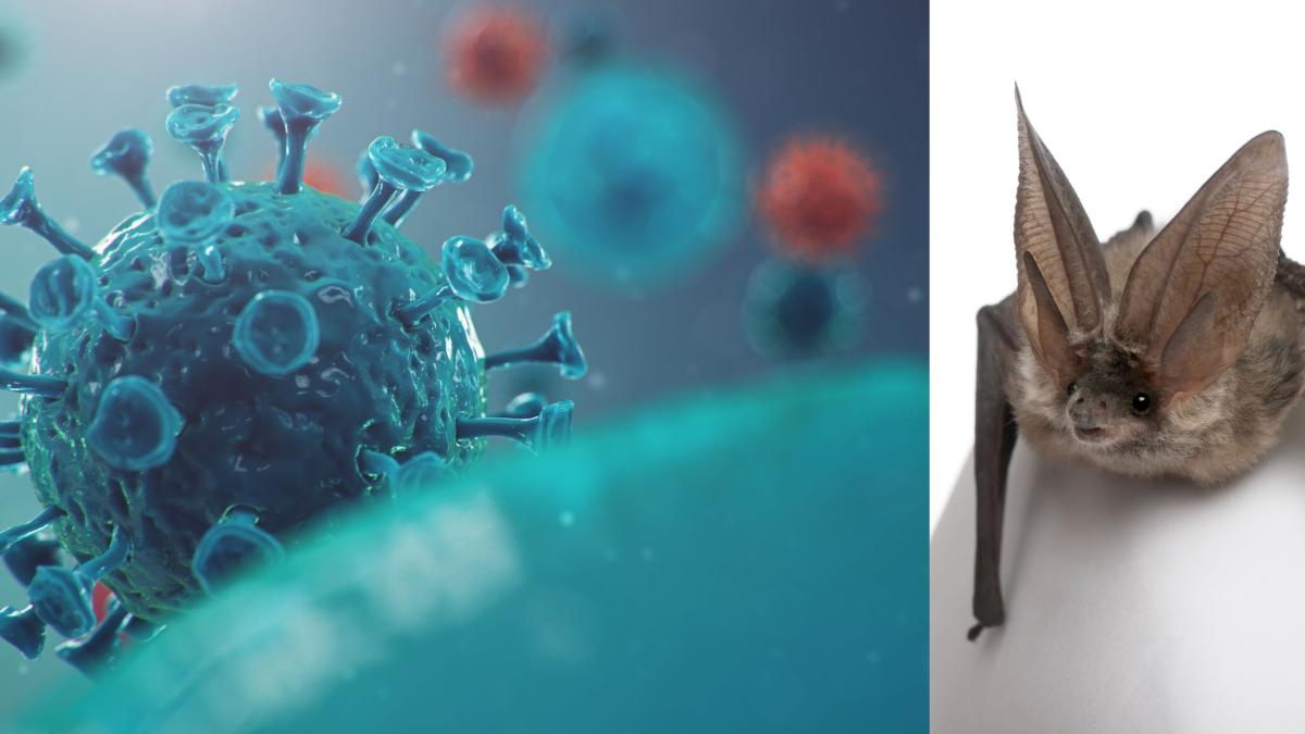 ce-este-marburg--noul-virus-reactivat--cu-simptome-severe-si-fara-vaccin--se-transmite-prin-piele--mucoase--sange-sau-haine_21275100