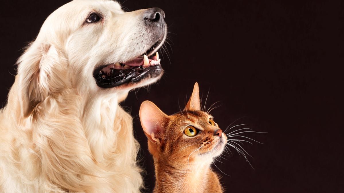 animalele-de-companie--purtatoare-de-substante-toxice_12073900