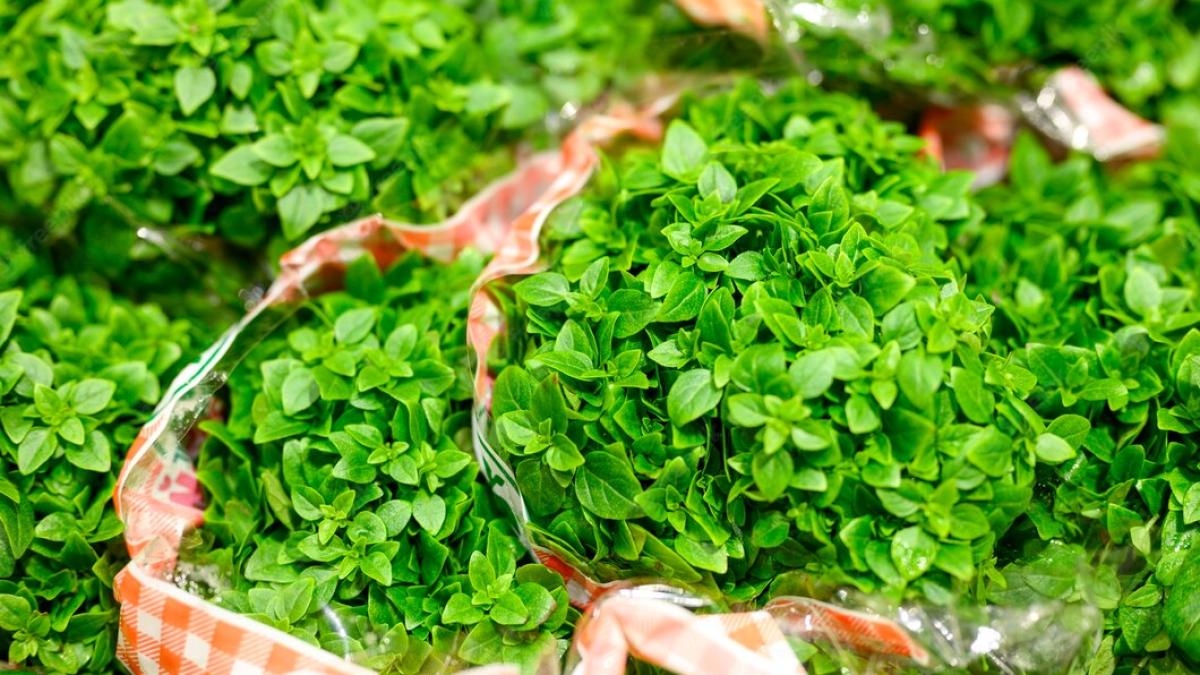 busuiocul--planta-aromatizata-cu-proprietati-antiinflamatoare--benefic-si-pentru-cancerul-pilmonar_68937500