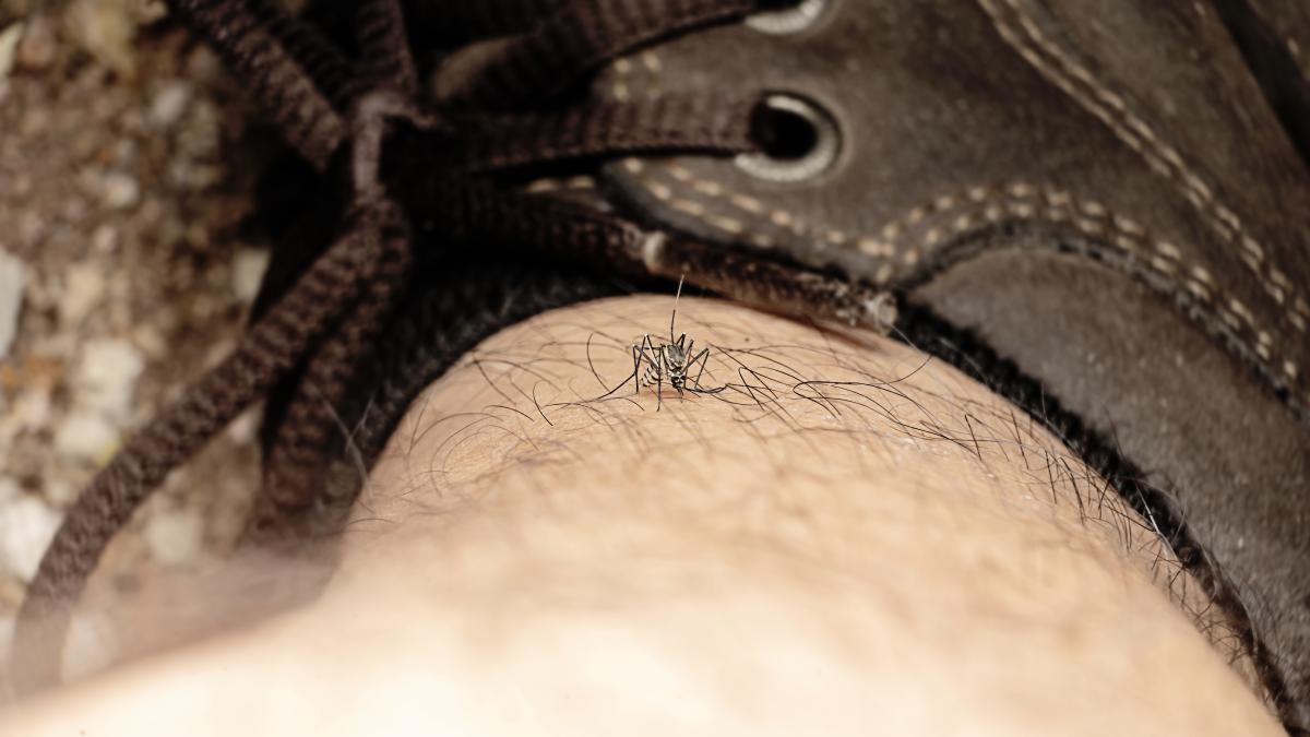 infectia-cu-virusul-west-nile--simptome_07074900