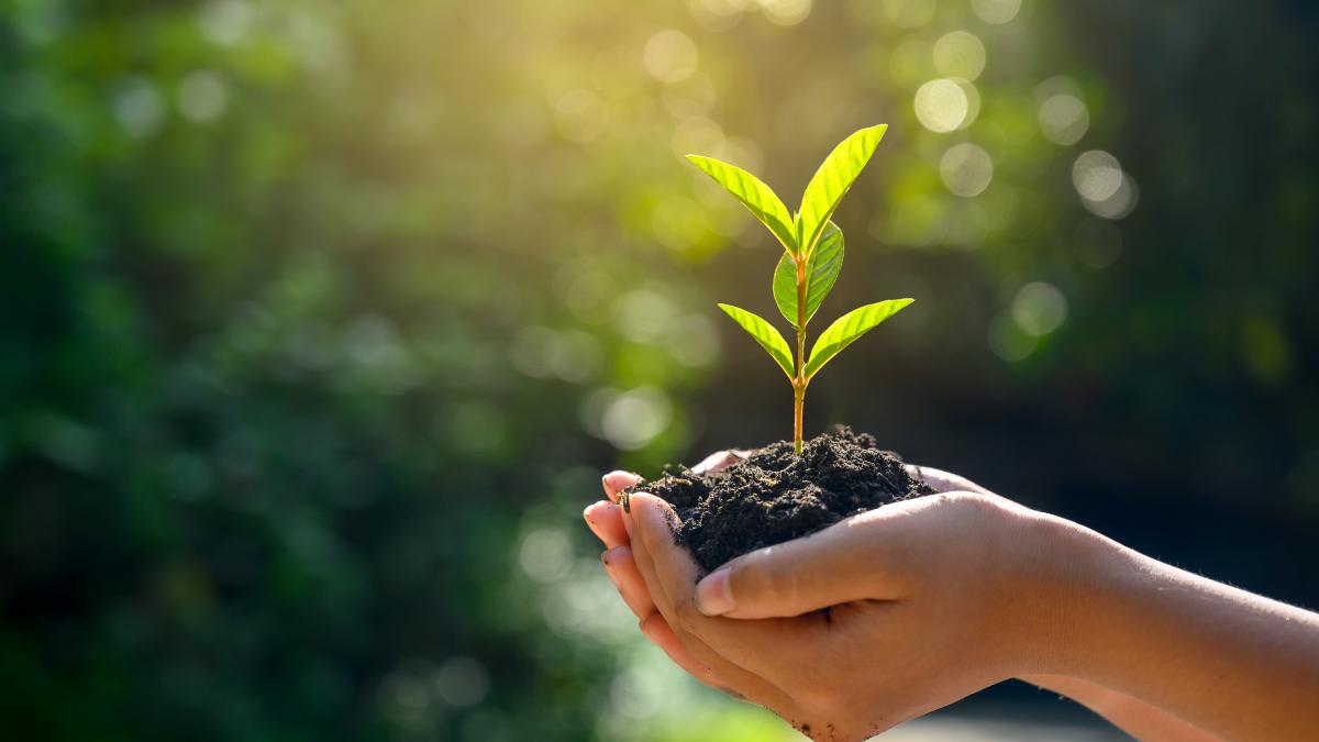 planta-care-creste-printre-gunoaie--efect-asupra-sanatatii-_05034600