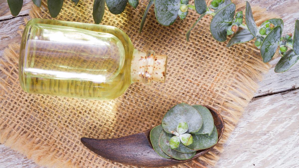 plantele-care-cresc-imunitatea--una-dintre-ele--considerata-antibiotic-natural-trei-picaturi--de-trei-ori-pe-zi_05979700