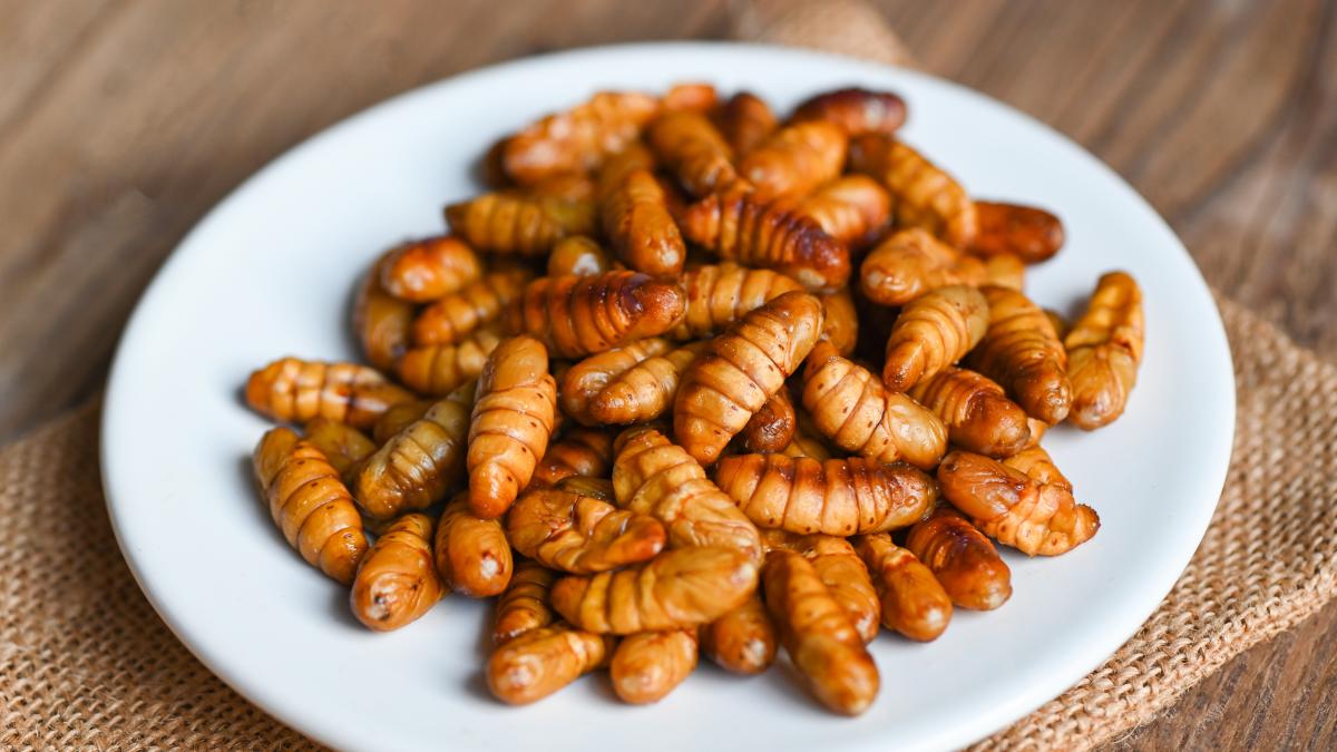 larva-gandacului-de-balegar--noua-delicatesa-din-farfurii-_71468900