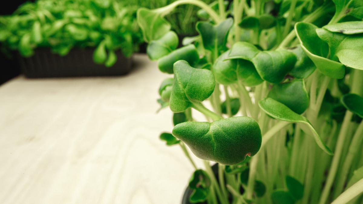 planta-care-previne-bolile-cardiace-si-cerebrale_32598400