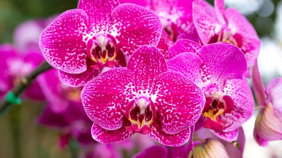 orhideele-vor-inflori-tot-anul--adauga-un-singur-ingredient-in-apa-cu-care-le-uzi_77775200