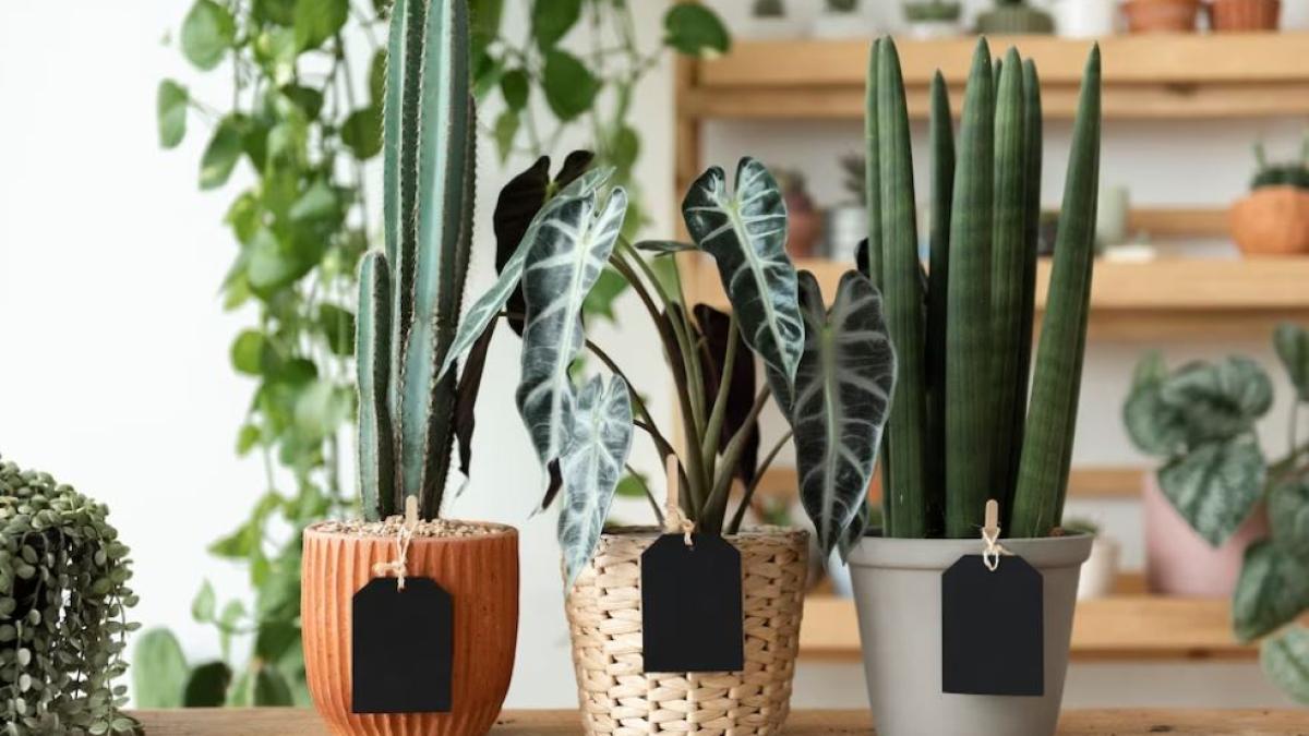 pentru-a-atrage-bogatia-si-prosperitatea-tine-aceste-plante-in-casa_99486800