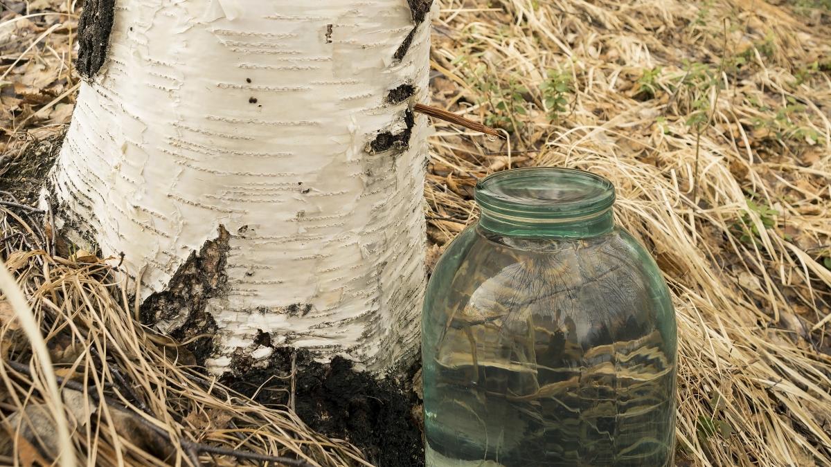 seva-de-mesteacan--bautura-naturala-extrasa-din-copaci_21168800