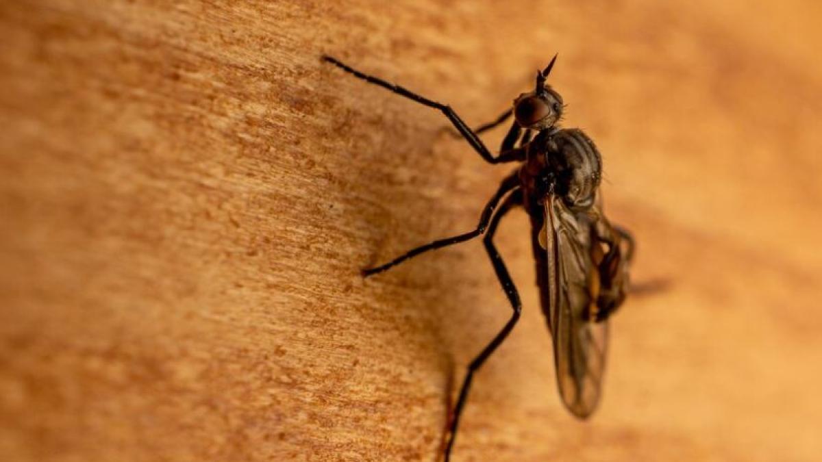 tine-insectele-departe-de-casa-cu-un-produs-ieftin-din-bucatarie_85828200